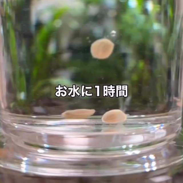 種を水に入れて1時間浸す／そらベジさん（@sora_gardenhack）提供