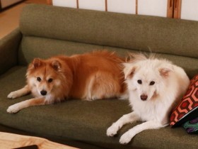 犬たちの優しい気遣いとスパルタリハビリ　山の家でひとりと2匹で隔離されるの巻