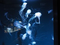 アトランティックベイネットル