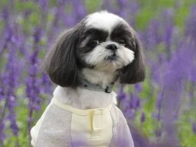 ホームセンターのカートに乗りたい！　ねぇ、行こうよ～　シーズー「ぺぺ」