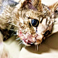 保護時、口の片側が裂ける大ケガをしていたねずくん（画像提供：ねこズとにぼしさん）