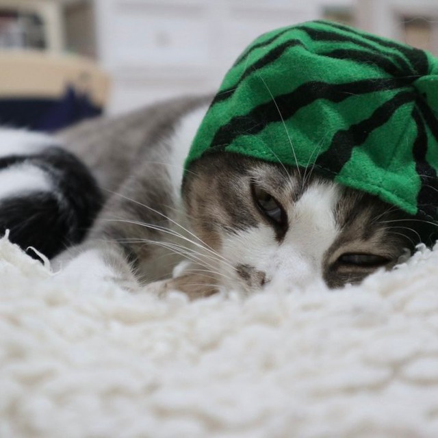 スイカの季節だにゃ=猫ちゃんの下僕さん（@okoge_family222）さん提供
