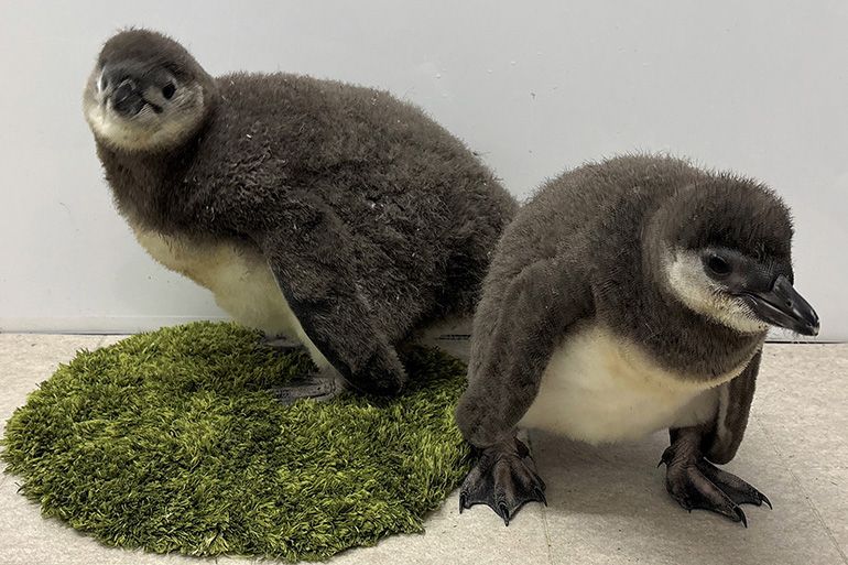 ペンギンの赤ちゃん】すみだ水族館で2羽の7月上旬プールデビューが決定