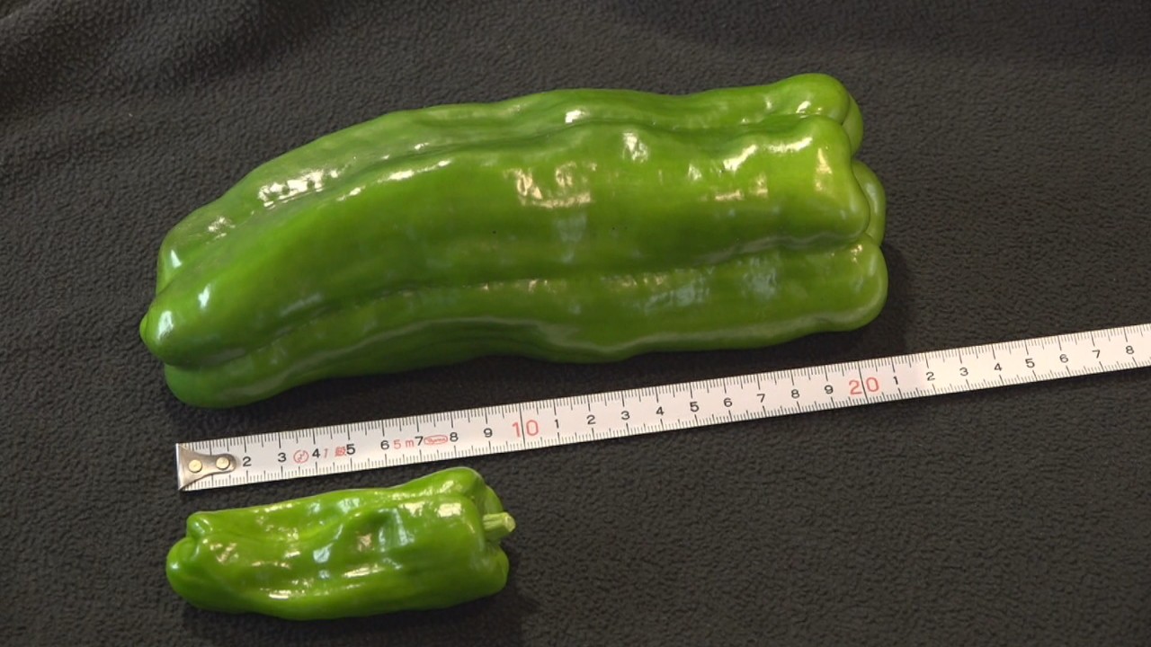 天ぷらがおすすめ！肉厚で食べやすい「ジャンボピーマン」出荷開始