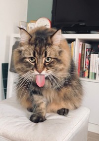 あっかんべー＝ヤマネコさん（@ymnc_rf）提供