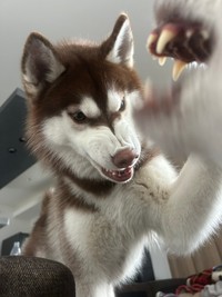 「食べ物戦争中」（提供：REM & ROZ @シベリアンハスキー🐾さん）