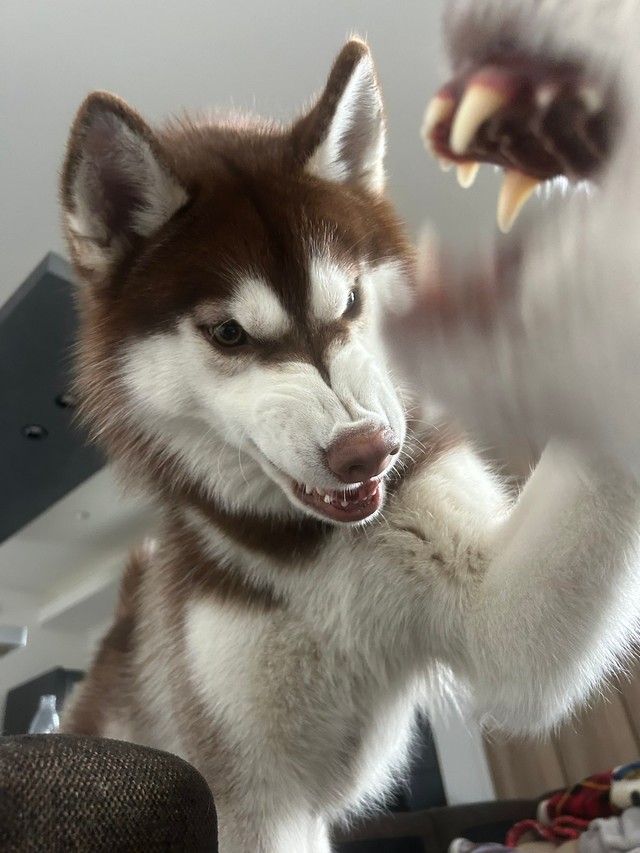 「食べ物戦争中」（提供：REM & ROZ @シベリアンハスキー🐾さん）