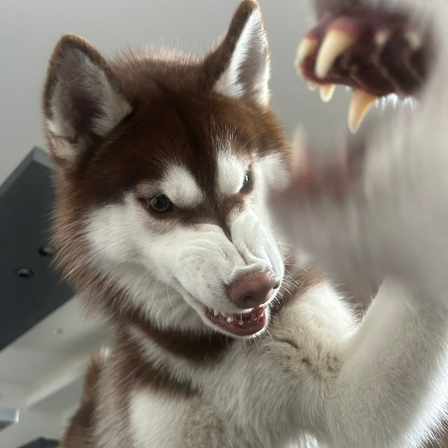 「食べ物戦争中」（提供：REM & ROZ @シベリアンハスキー🐾さん）