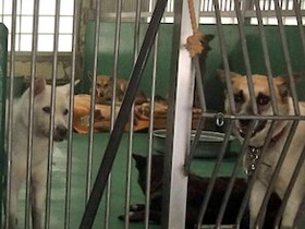 殺処分される犬猫のこと知ってくれて「ありがとう」　この一言が保護活動始める契機に