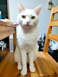 椅子の上にちょこんと座るるるさん（画像提供：あるくきくらげさん）