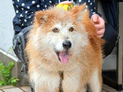 地震で収容力限界、熊本の「殺処分ゼロ」全国で支え