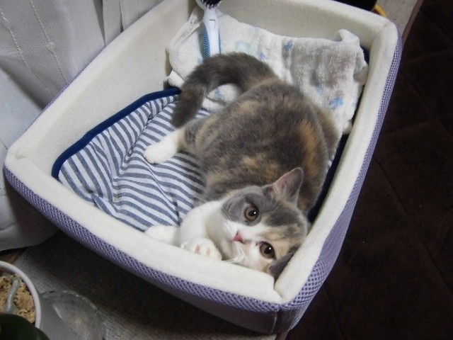 迎えて2週間後に急逝した桃ちゃん　愛くるしい姿をたくさん見せてくれた