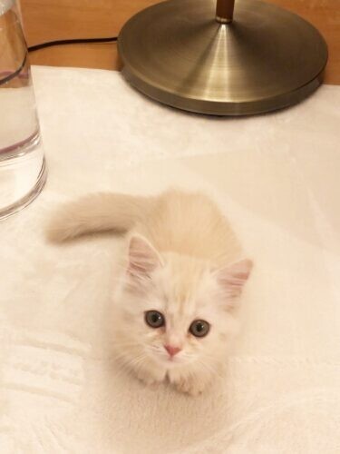 家にきたころの「サラン」