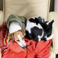 一緒に仲良く眠る（左から）先住犬の福太くんとさぬきちゃん（画像提供：バーバラ村田さん）