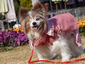 18歳のご長寿さん、大好きな公園でニッコリ　パピヨン「ゆん」