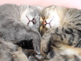 仲良しすぎる兄妹猫「ゆず」と「なつ」　引き離すことができず、２匹一緒に迎え入れた