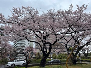【速報】仙台で桜が満開　平年より４日早く前年より９日遅い