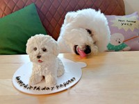 「進撃の巨犬」！？ ケーキをペロリするパポくん（画像提供：形が定まらない犬さん）