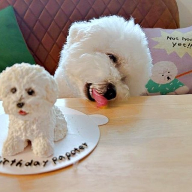 「進撃の巨犬」！？ ケーキをペロリするパポくん（画像提供：形が定まらない犬さん）