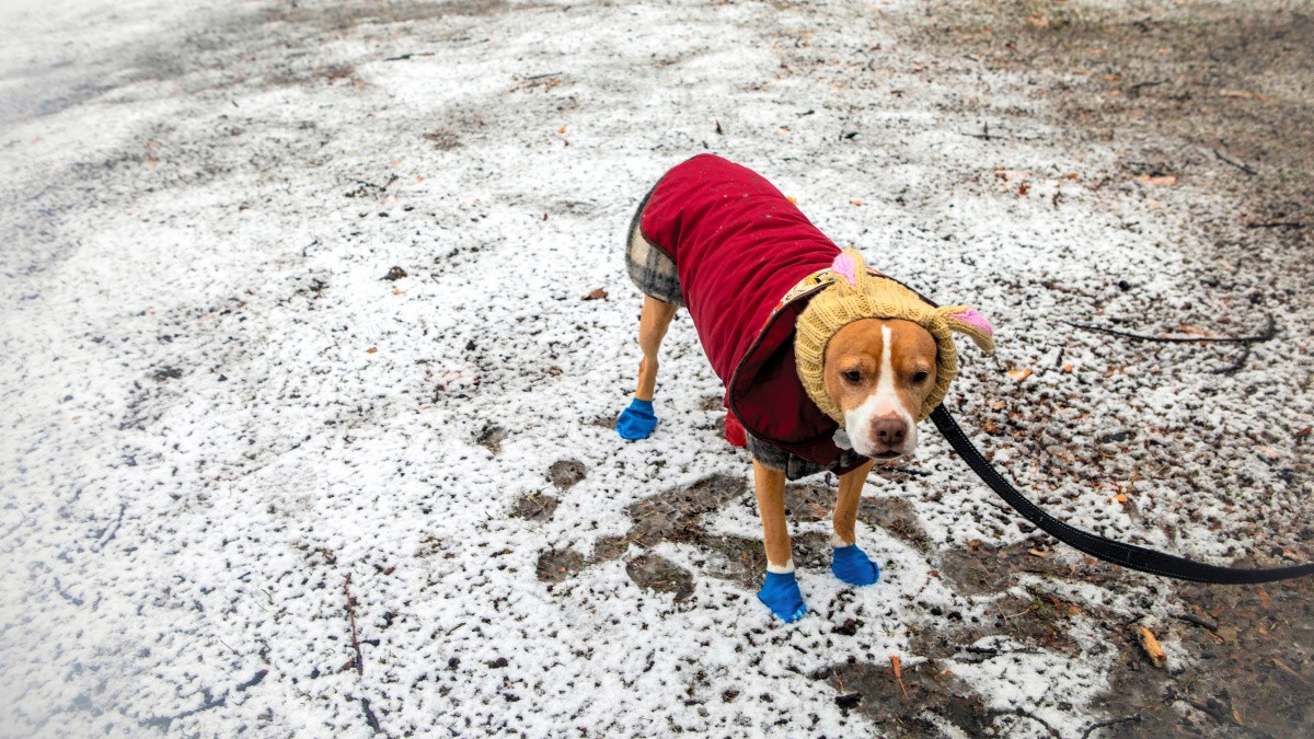 犬の性格を犬種で判断してはいけない 科学誌 ネイチャー に載った最新研究 朝日新聞globe