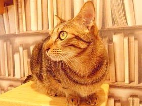 大阪に子猫の譲渡めざし、触れ合いルーム　獣医師会と企業が協力