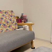 わざわざ難易度の高いところからチャレンジ＝月としらたまさん（@wataneko_tsuki）提供