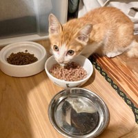 保護当日、生後推定3カ月だったミミちゃん（画像提供：neko好きさん）