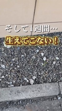 1週間経過しても、たんぽぽは生えてこなかった…／こばさん提供