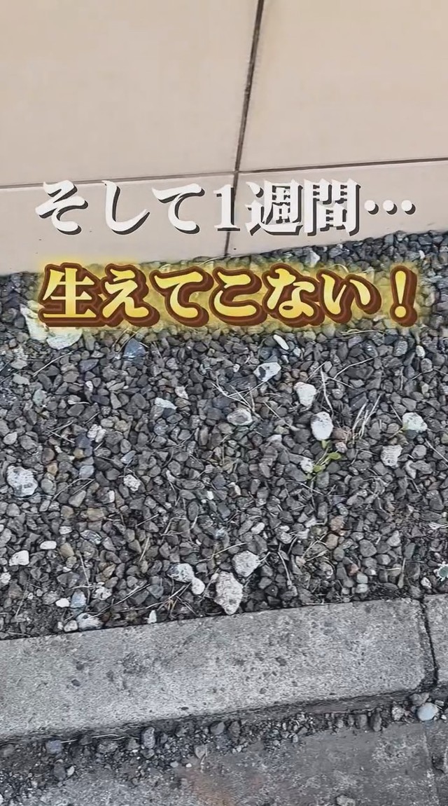 1週間経過しても、たんぽぽは生えてこなかった…／こばさん提供