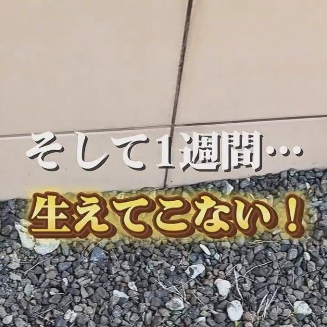 1週間経過しても、たんぽぽは生えてこなかった…／こばさん提供