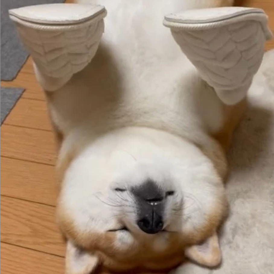 スリッパや靴下を履かせても動じなかったヘソ天姿の柴犬が話題に（shibaochatarouさん提供、動画をキャプチャ撮影）※一部トリミング