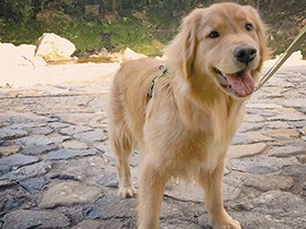 障子やふすまを自分で開けちゃうゴールデンレトリバー「小夏」　今日は河原でお散歩よ