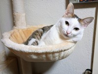 2025年9月、ハンモックに入ってくつろぐマルちゃん（画像提供：越南猫の日本暮らしさん）