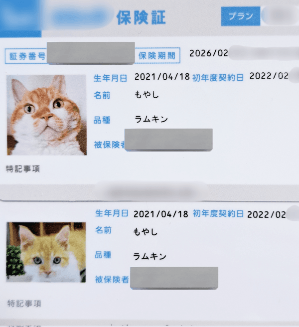 子猫時代から4年後の現在、保険証の写真に成長がみてとれるもやしくん（画像提供：ラムキンのもやし君）
