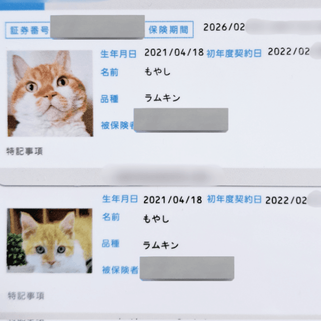 子猫時代から4年後の現在、保険証の写真に成長がみてとれるもやしくん（画像提供：ラムキンのもやし君）