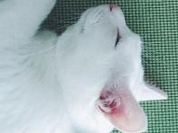 家族にだけ見せる愛猫の素顔　インスタグラマー１０人の写真集