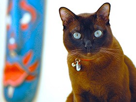 しなやかでジャンプが得意　瞳の色が変わるバーミーズ「ジル」