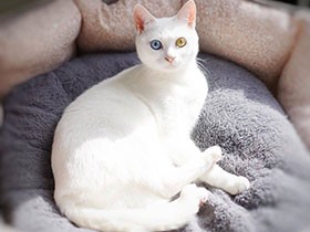 お日さまをあびて、のびのびとひなたぼっこ中　白猫「くらら」　