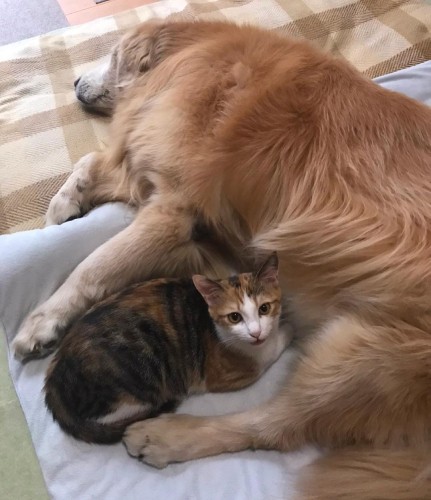 優しいビオラちゃんとお昼寝