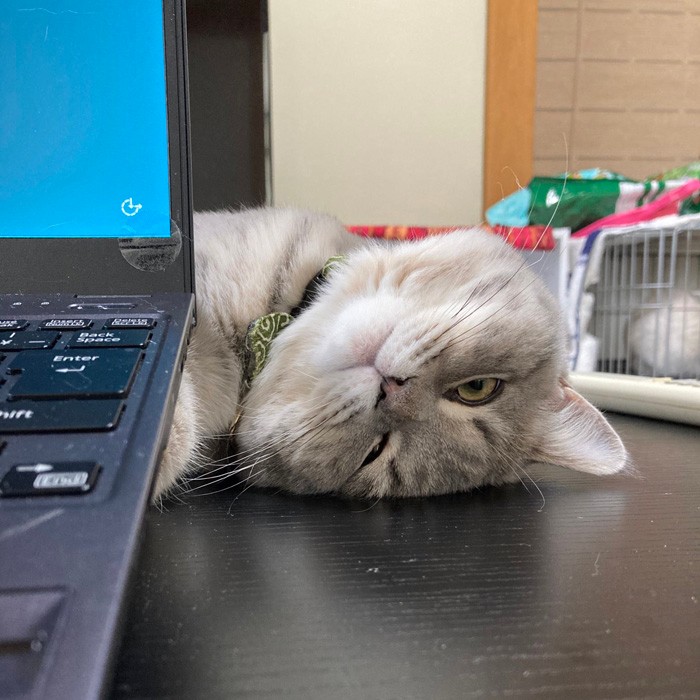 コルプス先生とこたつねこ fit=scale-down,w=1200
