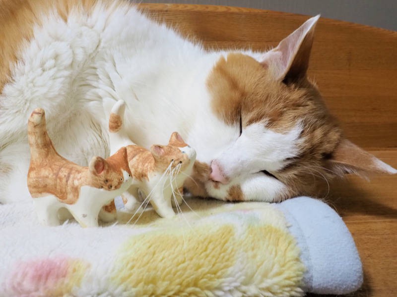 ちぃ、夢の国へ。2019年1月撮影。茶白の小さな猫は　ねこひげスタンドという落ちている猫ひげを集めて刺すための陶器製です