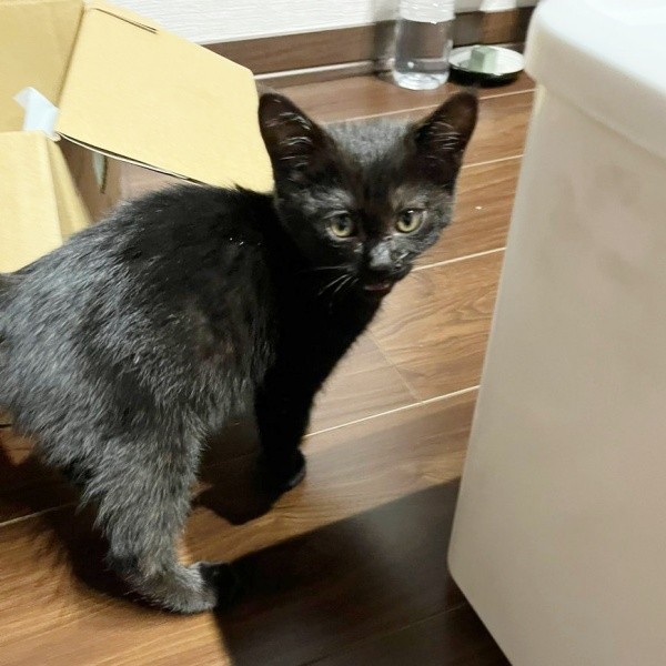 保護後、おうちに少しずつ慣れていった子猫時代のどんちゃん（画像提供：おぬどんさん）