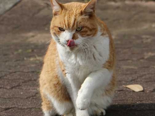 地域猫　野良猫を排除ではなく繁殖を制限