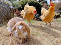 庭でのんびり過ごすうさぎと名古屋コーチン（画像提供：きなこ@針村さん）