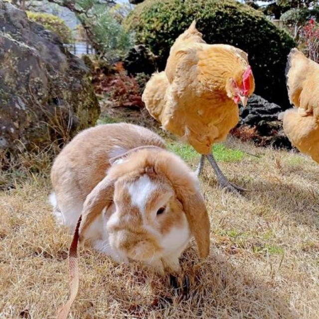 庭でのんびり過ごすうさぎと名古屋コーチン（画像提供：きなこ@針村さん）