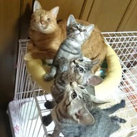 2017年、保護した子猫たちと。子猫たちの良きお兄ちゃんでした