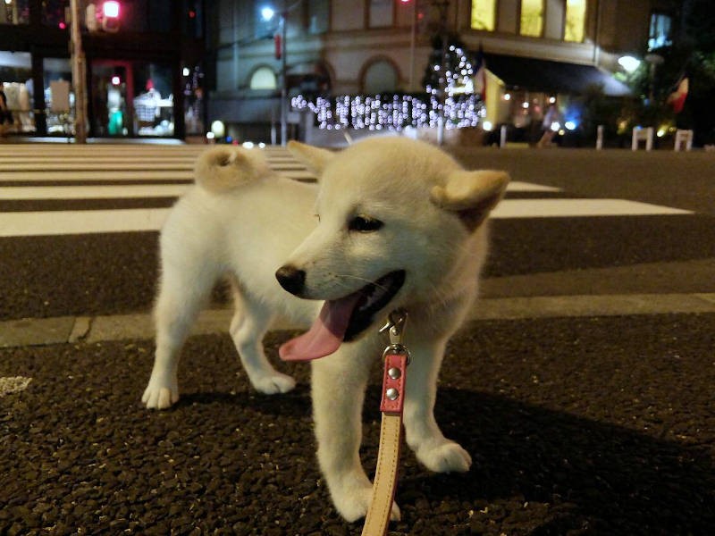 夜もお散歩。「楽しい～♪」