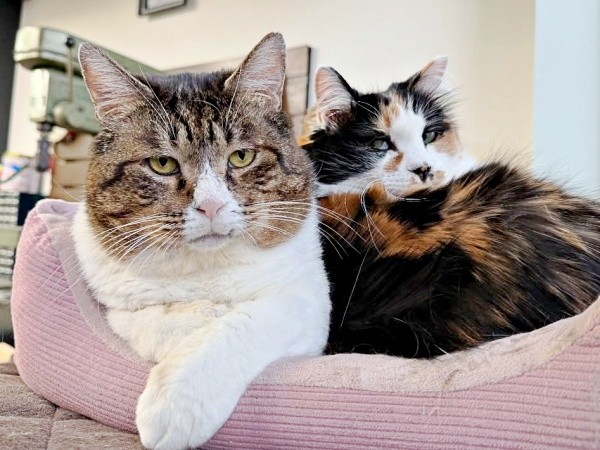 いつも一緒（左から）ボブくん、キャサリンちゃん（画像提供：元野良猫ボブさん）