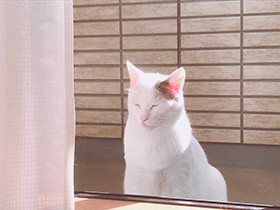 ベランダでぽかぽかな猫「シアン」、そろそろ部屋に入ろうね