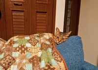 寒くなったら出てこない